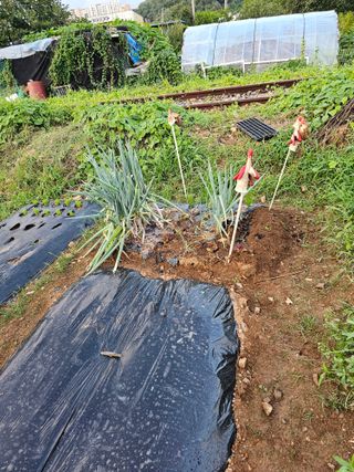 토깽이(김미숙)님의 배추 · 영농일지 작성글 사진