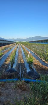 팜모닝 기타작물·영농일지 게시글 이미지