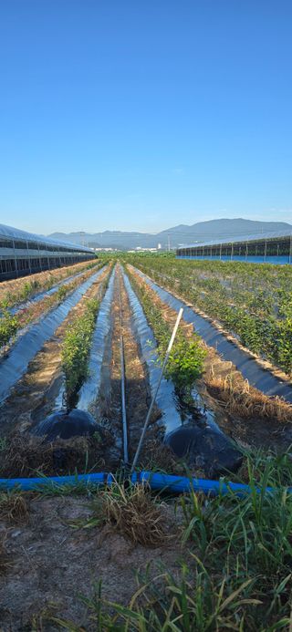 장동휘님의 기타작물 · 영농일지 작성글 사진