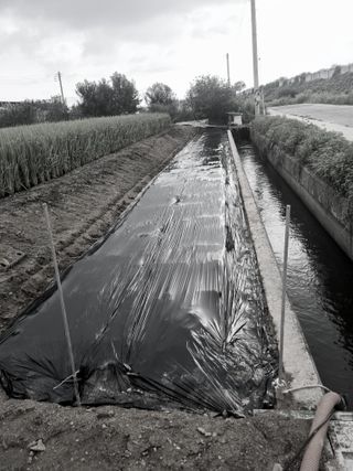 백현호님의 배추 · 영농일지 작성글 사진
