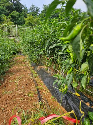토깽이(김미숙)님의 배추 · 영농일지 작성글 사진
