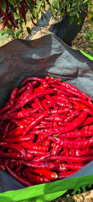 강성분님의 고추 · 영농일지 작성글 사진