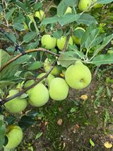 팜모닝 사과·영농일지 게시글 이미지