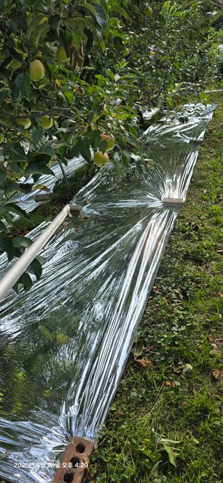 자연자유님의 사과 · 영농일지 작성글 사진