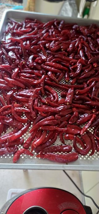 초보퍼머5도2촌준비님의 기타작물 · 영농일지 작성글 사진