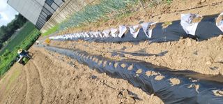 장재농원 최재석님의 배추 · 영농일지 작성글 사진