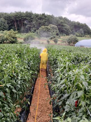 차민주님의 고추 · 영농일지 작성글 사진