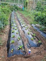 팜모닝 배추·영농일지 게시글 이미지