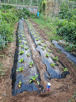 토깽이(김미숙)님의 배추 · 영농일지 작성글 사진