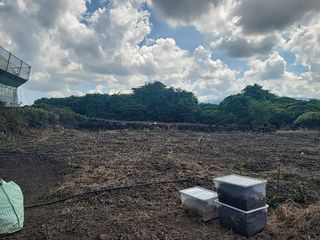 박수진님의 기타작물 · 영농일지 작성글 사진