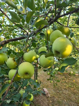 최동구님의 사과 · 영농일지 작성글 사진