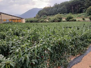 차민주님의 고추 · 영농일지 작성글 사진
