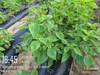 김경형님의 들깨 · 영농일지 작성글 사진