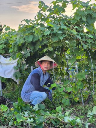 박순례님의 포도 · 영농일지 작성글 사진