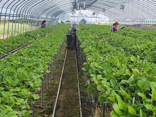 배종규님의 기타작물 · 영농일지 작성글 사진