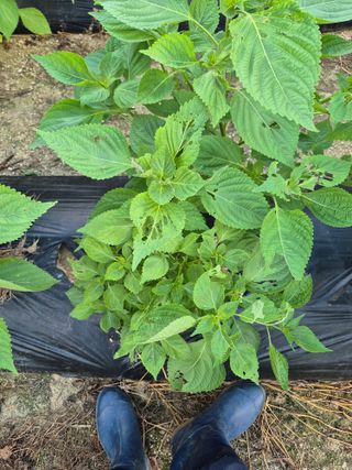 김경형님의 들깨 · 영농일지 작성글 사진