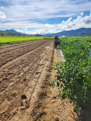 박진한님의 기타작물 · 영농일지 작성글 사진