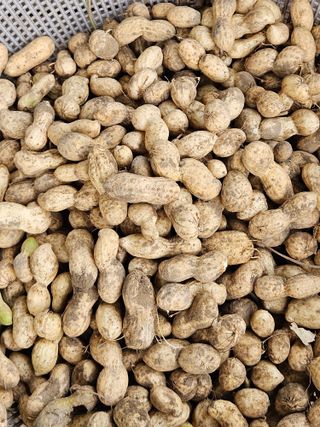 김해열님의 기타작물 · 영농일지 작성글 사진