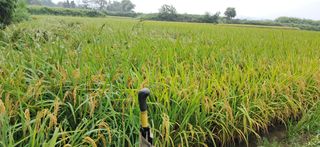 이복길님의 벼 · 영농일지 작성글 사진