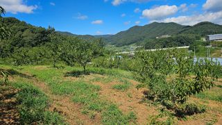 장정규님의 복숭아 · 영농일지 작성글 사진