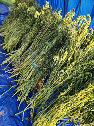 심순보님의 기타작물 · 영농일지 작성글 사진