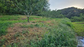 장정규님의 복숭아 · 영농일지 작성글 사진