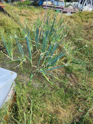 김용제 님의 기타작물 · 영농일지 작성글 사진