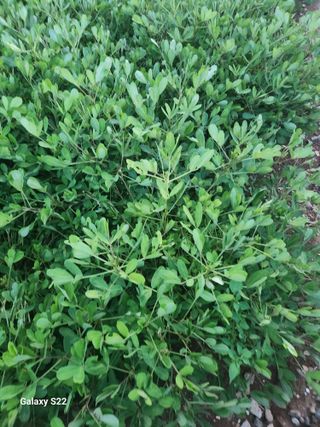 허정양님의 기타작물 · 영농일지 작성글 사진