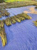 팜모닝 참깨·영농일지 게시글 이미지