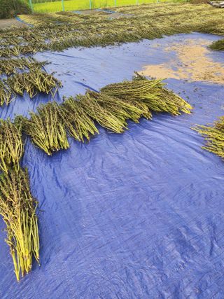 안상덕님의 참깨 · 영농일지 작성글 사진