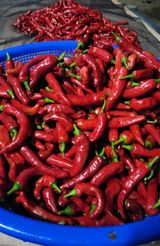 팜모닝 고추·영농일지 게시글 이미지