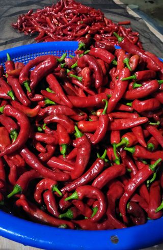 김종명님의 고추 · 영농일지 작성글 사진