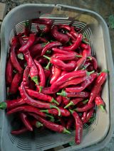 팜모닝 고추·영농일지 게시글 이미지