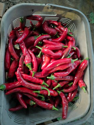 박순례님의 고추 · 영농일지 작성글 사진