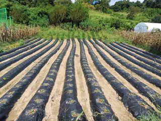 김진현님의 기타작물 · 영농일지 작성글 사진