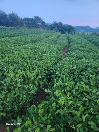 허정양님의 기타작물 · 영농일지 작성글 사진