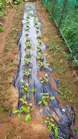 팜모닝 기타작물·영농일지 게시글 이미지