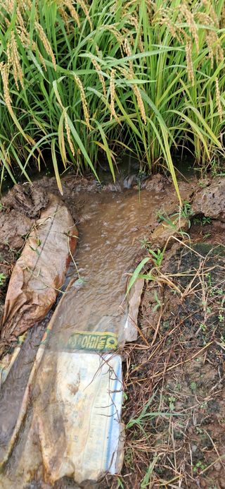 이복길님의 벼 · 영농일지 작성글 사진