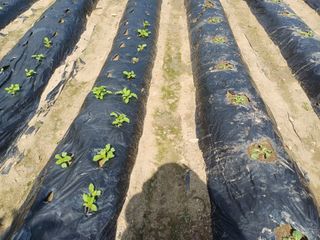 김진현님의 기타작물 · 영농일지 작성글 사진