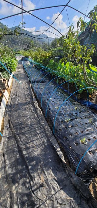 곽해선님의 기타작물 · 영농일지 작성글 사진