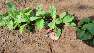 초보텃밭님의 배추 · 영농일지 작성글 사진