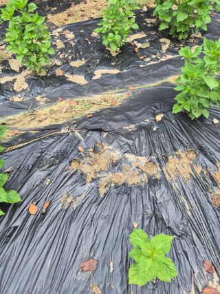 이지은님의 기타작물 · 영농일지 작성글 사진