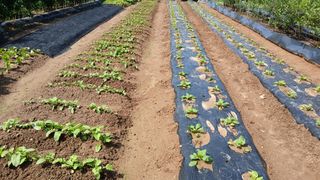 초보텃밭님의 배추 · 영농일지 작성글 사진