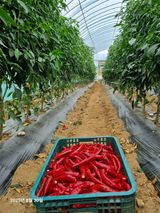 팜모닝 고추·영농일지 게시글 이미지