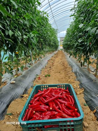 류해창(제비울농부]님의 고추 · 영농일지 작성글 사진