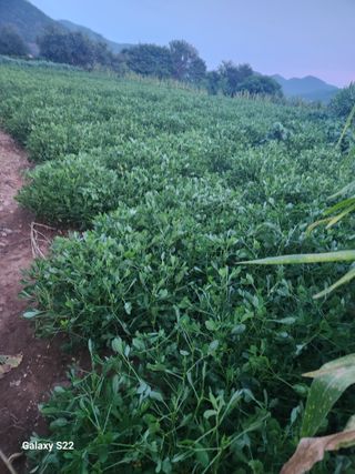 허정양님의 기타작물 · 영농일지 작성글 사진