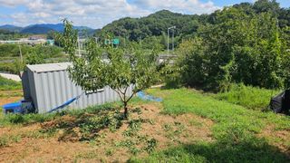 장정규님의 복숭아 · 영농일지 작성글 사진