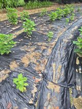 팜모닝 기타작물·영농일지 게시글 이미지