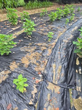 이지은님의 기타작물 · 영농일지 작성글 사진