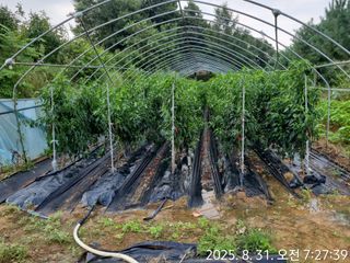 딸기10123님의 고추 · 영농일지 작성글 사진